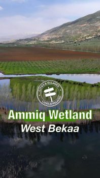 Ammiq Wetland, West Bekaa